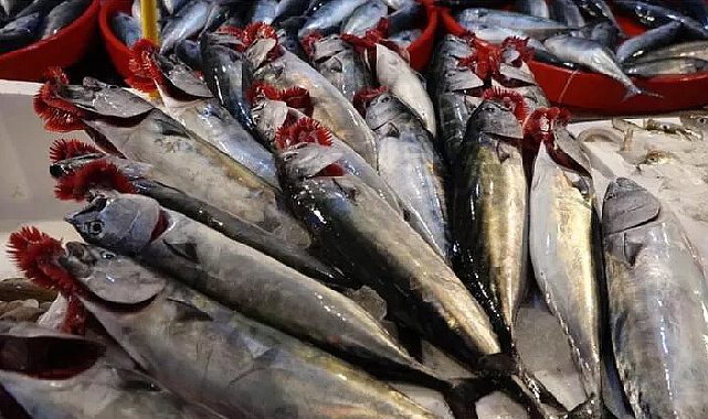 Çanakkale&#039;de palamut bolluğu