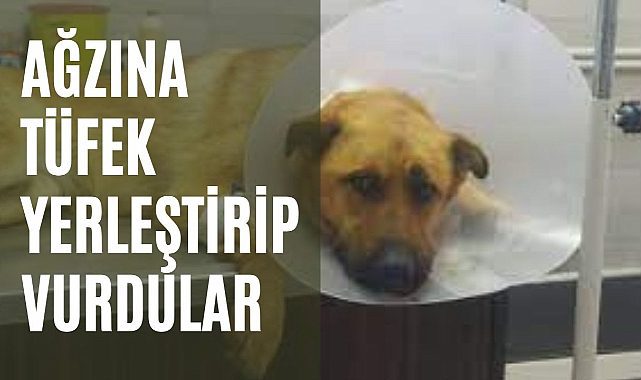 Hatay&#039;da köpeği ağzından vurdular:Yaşasa da su bile içemeyecek