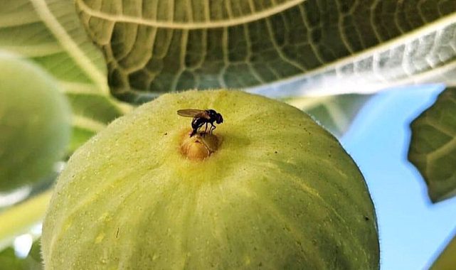 İncir nasıl oluşur? İncir arısı nedir, ne işe yarar? İncir evde nasıl yetiştirilir?