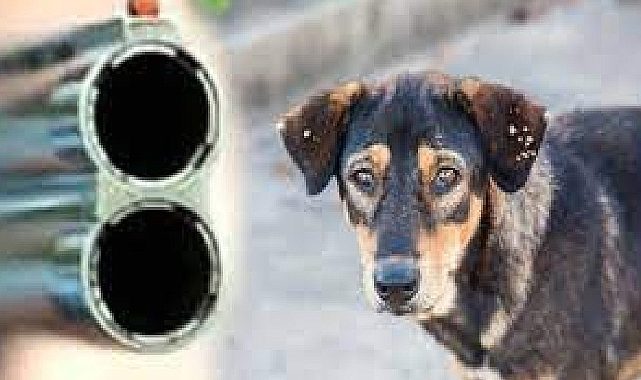 Konya'da köpeğe ateş eden kişi tutuklandı