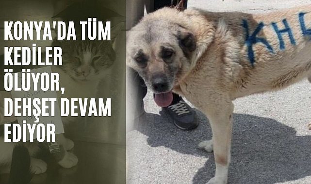Konya Hayvan Rehabilitasyon Merkezi’nde tüm kediler ölüyor