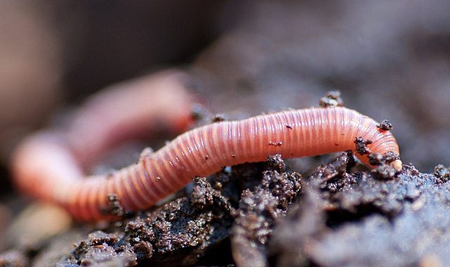 Solucanlar Bölündükten Sonra Nasıl Hayatta Kalır?