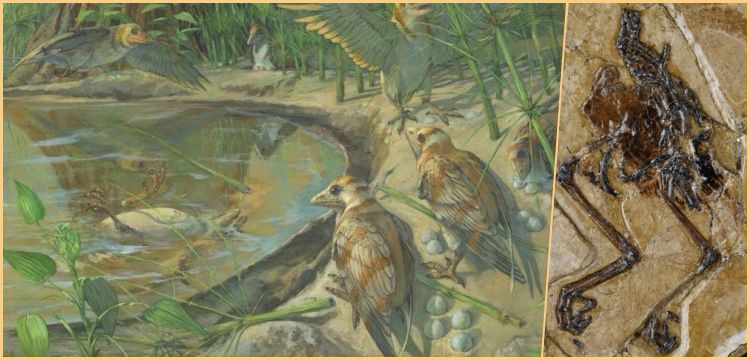 Çin&#039;de Bulunan 120 Milyon Yıllık Fosil, Kuşların Dinozorlardan Evrimine Işık Tutuyor