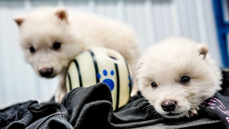 12.500 Yıl Önce Tükenen &#039;Ulukurt&#039; Türü Genetik Mühendislikle Yeniden Hayata Döndürüldü