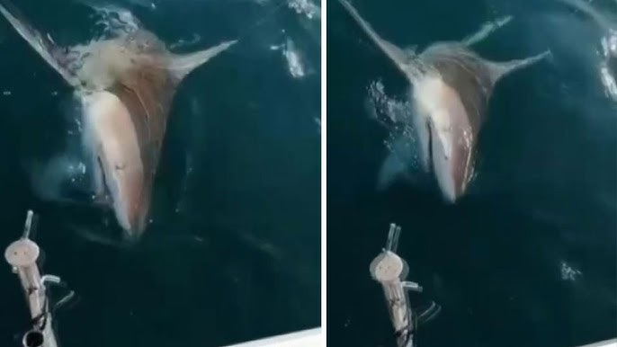 Saniye saniye görüntülendi! Antalya&#039;da köpek balığı dehşeti