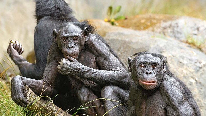Bonobolarda İnsan Diline Benzer İletişim Yapıları Keşfedildi