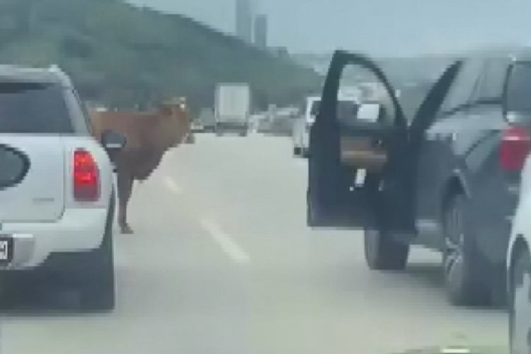 Bursa&#039;da otobana fırlayan boğa ortalığı birbirine kattı