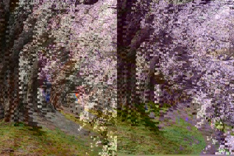 Japonya&#039;da sakura mevsimi
