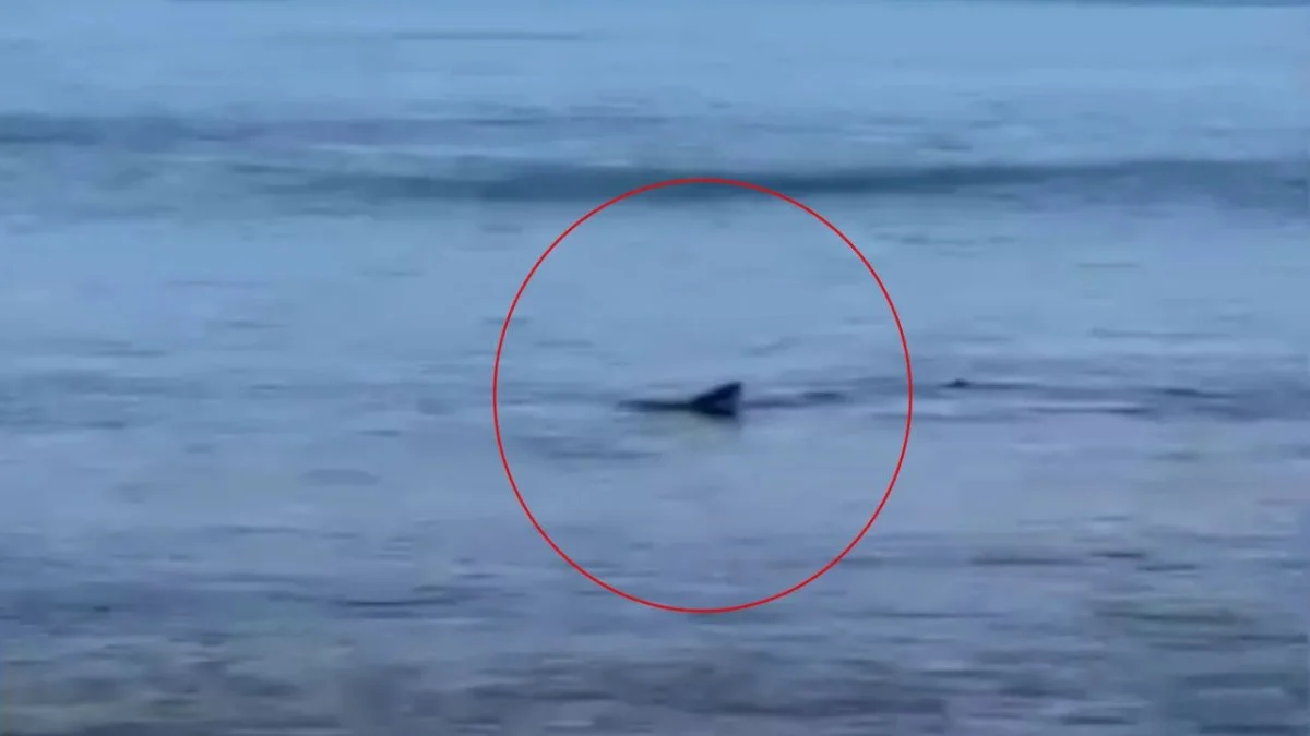 Köpek balığı istilası! Önce Antalya şimdi de Datça&#039;da