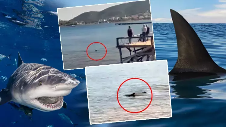 Sahillerimizde yeni tehlike! Köpek balıkları kıyılara dayandı