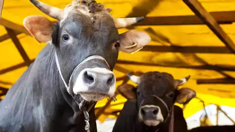 Diyanet 2025 kurban vekalet ücretlerini açıkladı! Hem yurt içi hem yurt dışı