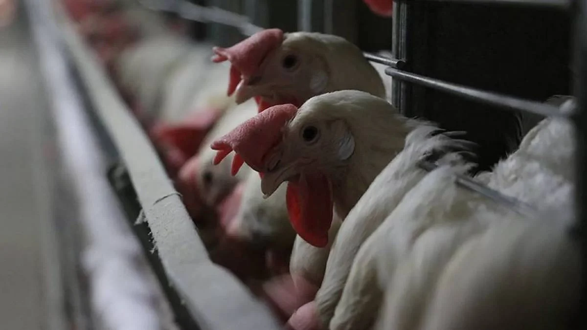 Şenpiliç köftelerinde ölümcül bakteri tehlikesi