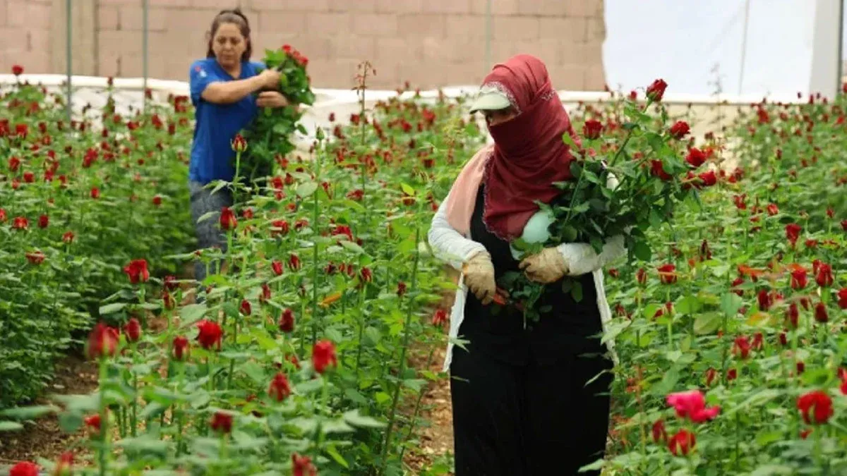 Anneler Günü&#039;ne doğru... Çiçek fiyatları uçtu