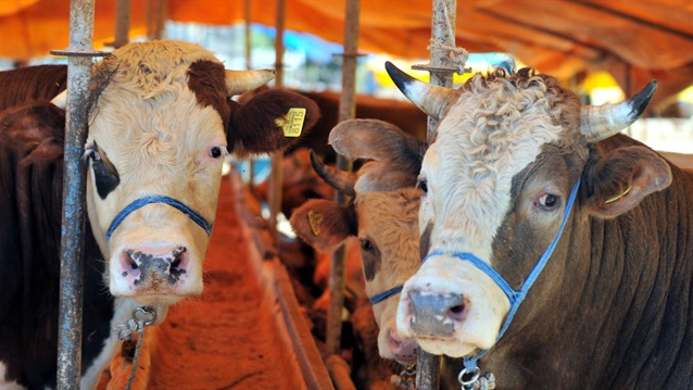 İstanbul’a kurban girişleri başladı: Tarım Cebimde ile güvenli alışveriş