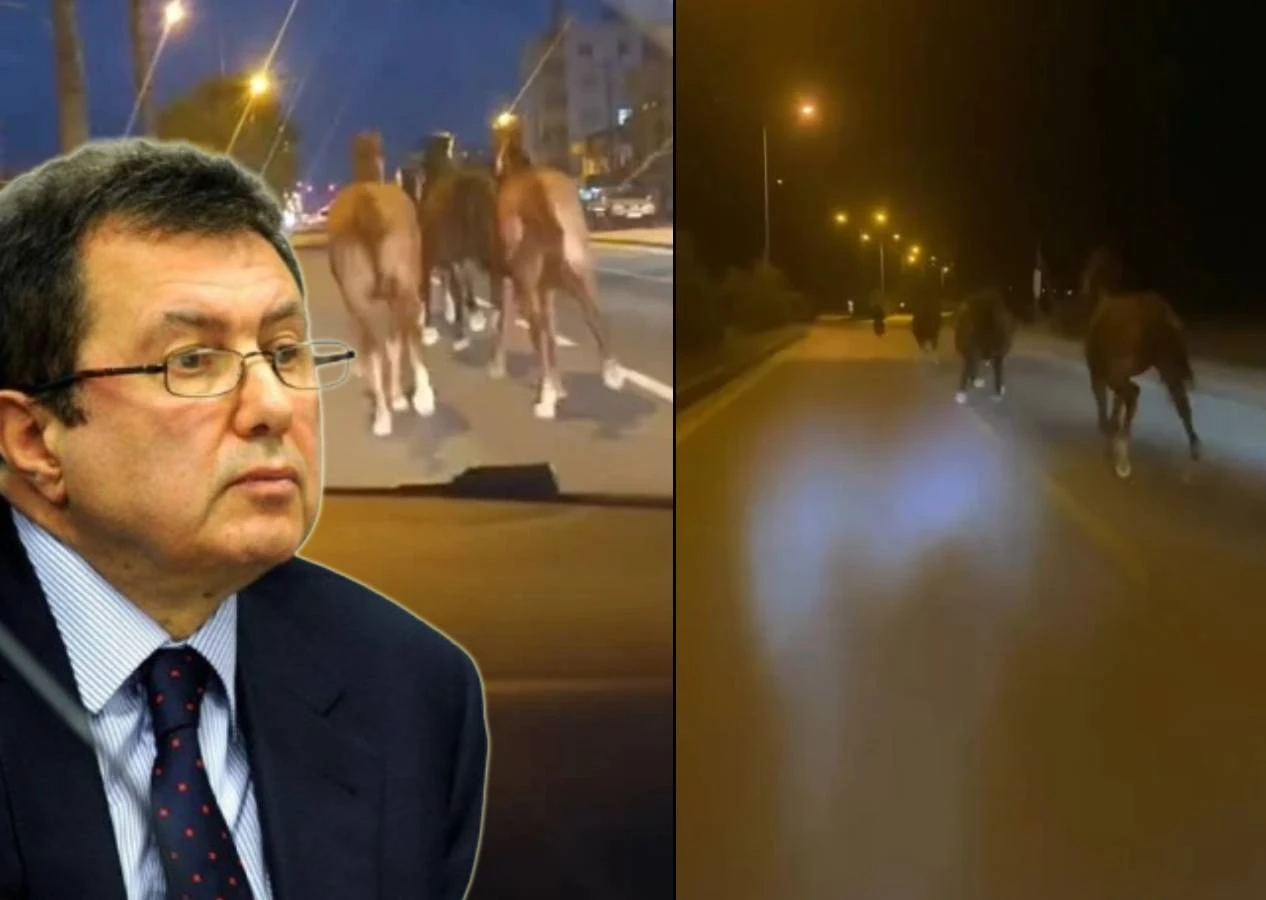 Büyük kaçış! Karamehmet&#039;in yarış atları çiftlikten firar etti