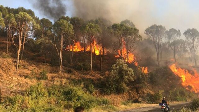 Aydın Koçarlı’da orman yangını: 2 hektar alan küle döndü