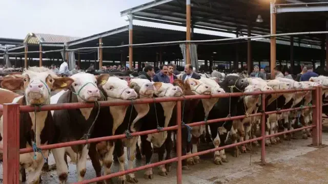 Şap hastalığı alarmı... Türkiye’de hayvan pazarları kapatıldı