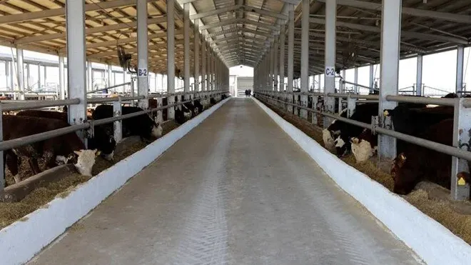 Tarım ve Orman Bakanlığı&#039;ndan kritik şap hastalığı açıklaması