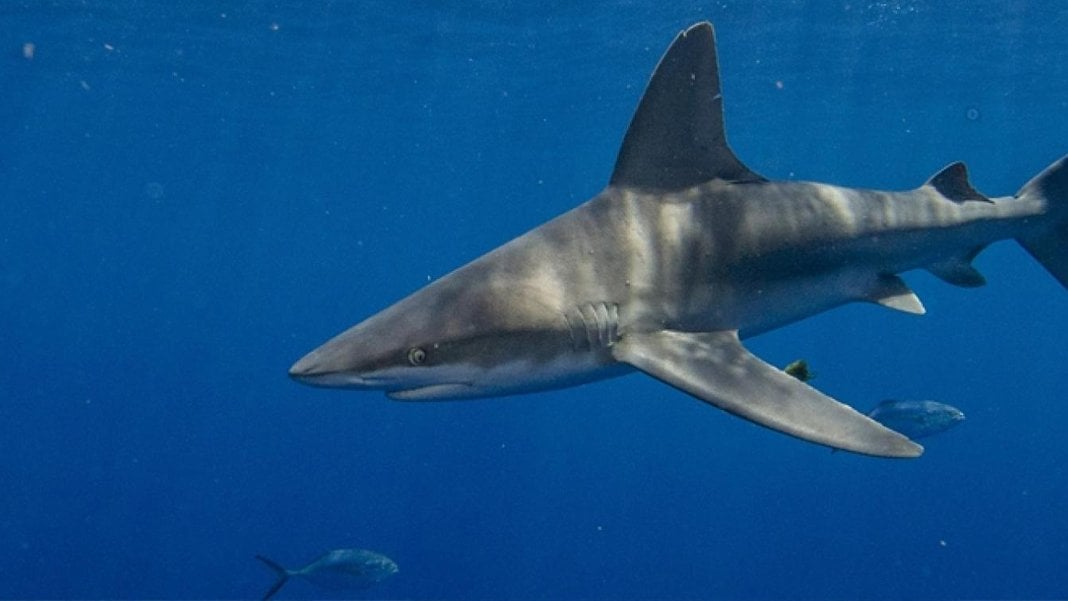 Marmara Denizi’nde ekolojik kriz... Köpek balıkları neden kıyılara yöneldi?