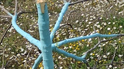 Aydın'da zeytin ve incir ağaçları tahrip edildi