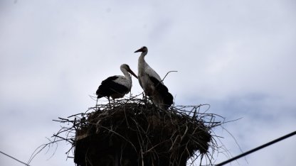 "Baharın habercisi" leylekler Sinop'taki Cuma Ovası'na gelmeye başladı