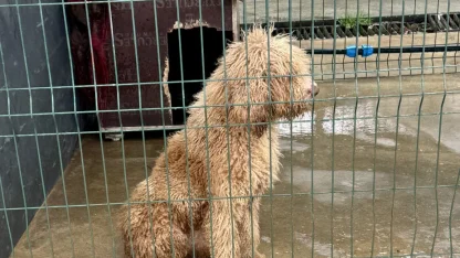 Edirne'de yasa dışı çiftlikten kurtarılan 88 cins köpek sahiplendirildi