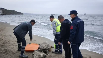 Tekirdağ'da ölü caretta caretta sahile vurdu