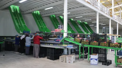 Elma diyarı Isparta'da kadınların paketleme tesislerindeki mesaisi sürüyor