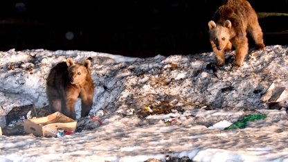 Kars'ta bozayılar kış uykusundan uyanmaya başladı 
