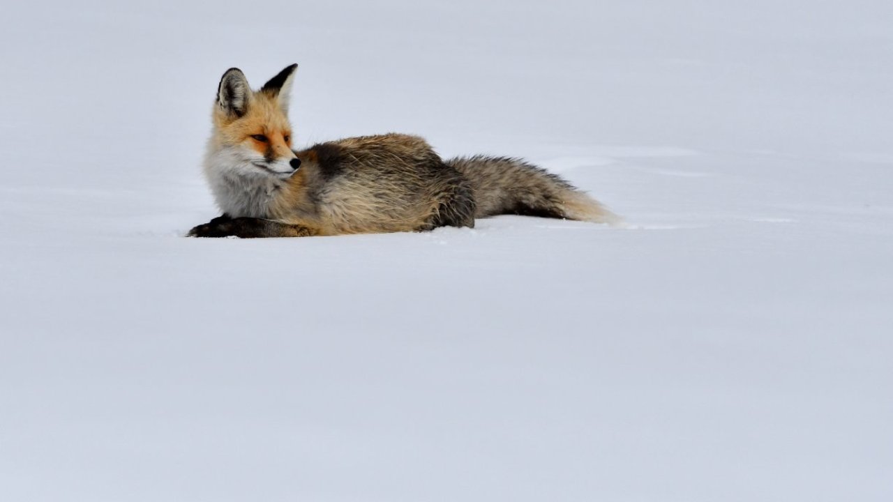 Kars'ta kızıl tilki karla kaplı mesire alanında yiyecekle beslenirken görüntülendi
