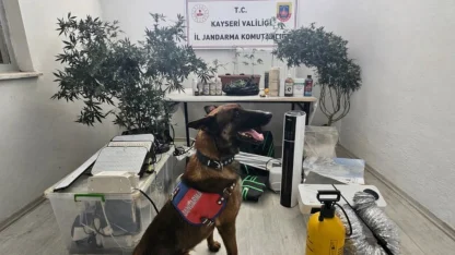 Kayseri'de yasa dışı kenevir eken şüpheli yakalandı