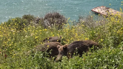 Kuşadası'nda yaban domuzları ilçe merkezine indi