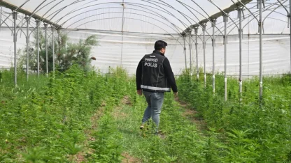 Mersin'de serada uyuşturucu üretimi için kenevir yetiştiren 3 zanlı tutuklandı