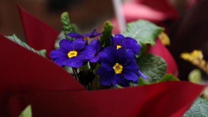 Rize'de "Süs Bitkileri Zirvesi" başladı