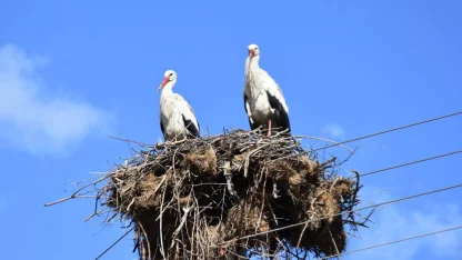 Sinop'ta leyleklerin güvenliği için elektrik direklerine yapay platformlar konuldu