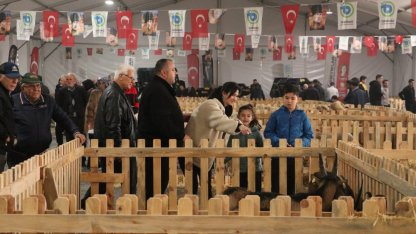 Tekirdağ'da "Küçükbaş Hayvancılık Festivali" yoğun katılımla devam ediyor