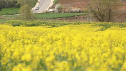 Tekirdağ'da "sarı gelin" tarlaları renklendirdi