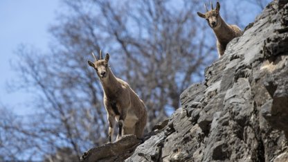 Tunceli'nin dağlarında yaban keçileri ve tilkiler yiyecek ararken görüntülendi