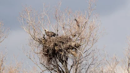 Türkiye'de nesli tehlike altındaki şah kartal Çorum'da görüntülendi